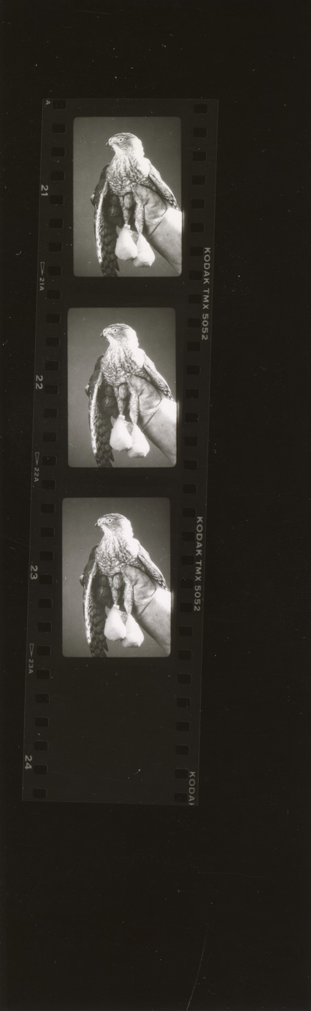 Contact sheet with images of a large bird with bandaged feet