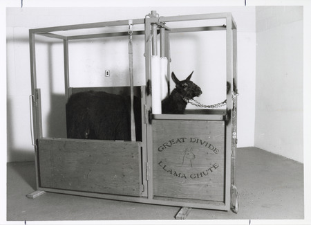 Photograph of a llama in a chute