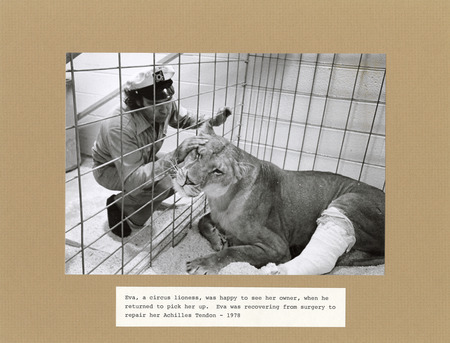 Annotation: "Eva, a circus lioness, was happy to see her owner, when he returned to pick her up. Eva was recovering from surgery to repair her Achilles tendon - 1978"