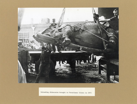 Annotation: "Unloading rhinoceros brought to Veterinary Clinic in 1975"