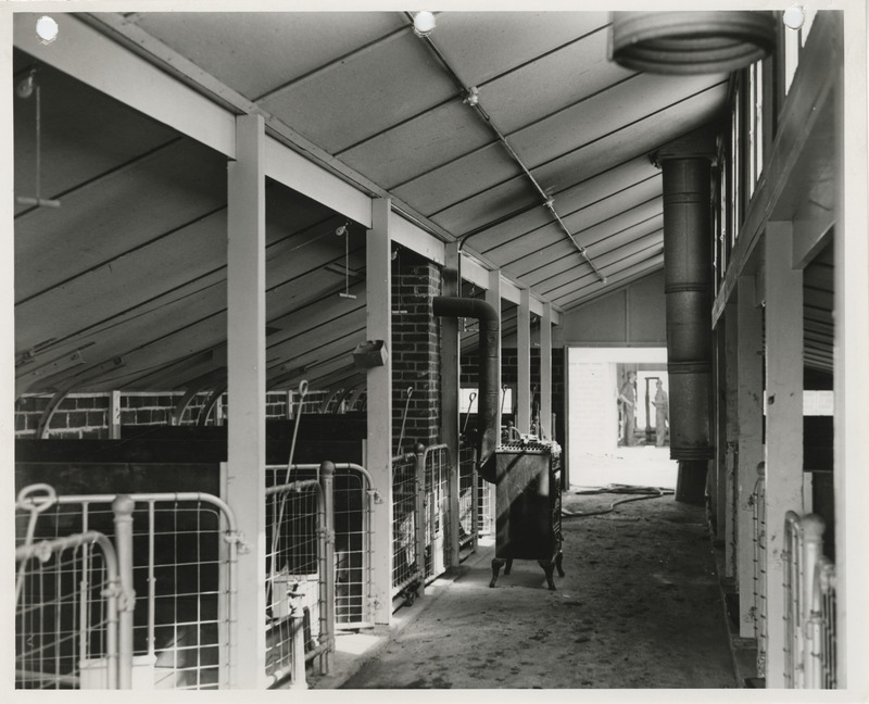 Photograph of stalls at the swine farm at Iowa State College in Story County