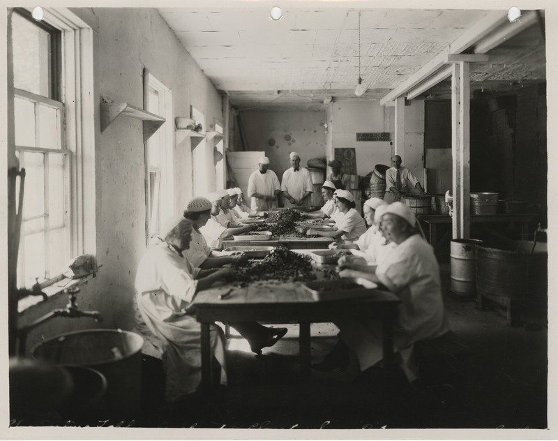 Photograph of people sorting cherries at the co-operative plant in Sioux City