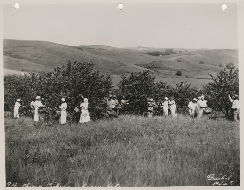 Photograph of people picking cherries in Sioux City