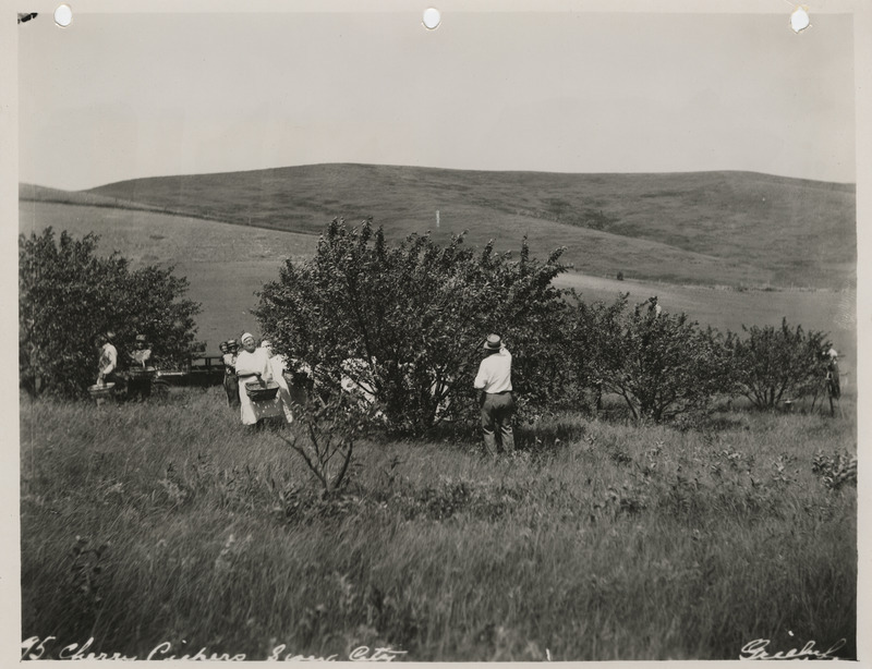 Photograph of people picking cherries in Sioux City