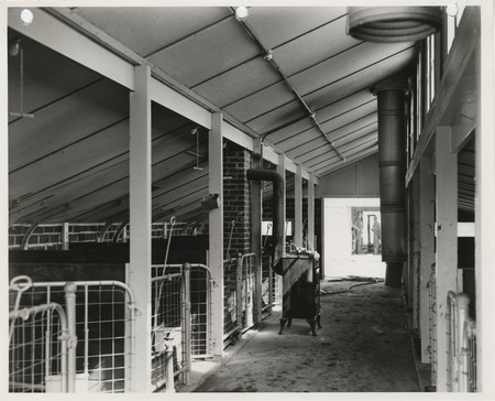 Photograph of stalls at the swine farm at Iowa State College in Story County