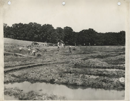 Photograph of people working at the fish rearing ponds north of Cresco in Howard County