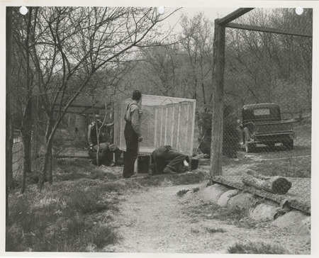 Photograph of people constructing cages for a pheasant hatchery at Ledges State Park in Boone County
