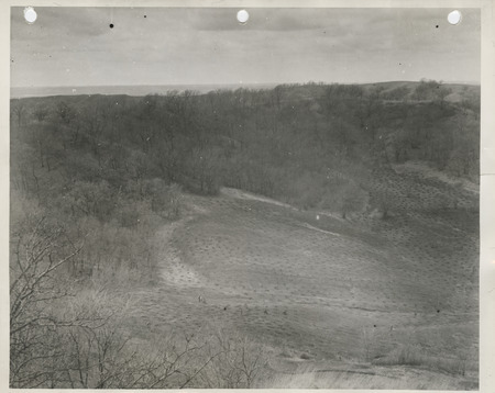 Photograph of reforestation at Waubonsie State Park in Fremont County