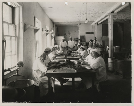 Photograph of people sorting cherries at the co-operative plant in Sioux City