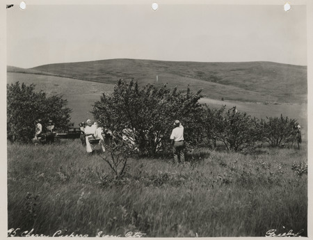 Photograph of people picking cherries in Sioux City